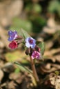 Lungwort Royalty Free Stock Photo