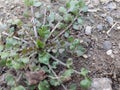 This is a small flowering plant in the cabbage family.Â  Royalty Free Stock Photo