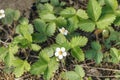 Small flowering strawberry bushes Royalty Free Stock Photo