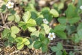 Small flowering strawberry bushes Royalty Free Stock Photo