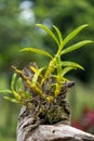 small flowerless orchid lodged in a piece of tree trunk Royalty Free Stock Photo