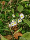 Small flowers ander leafs Royalty Free Stock Photo