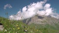 Small flowers on a background of clouds and mountains at high altitude