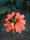 In close shot orchid Small flowers bloom found at my garden. Royalty Free Stock Photo