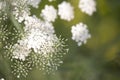 small flowers blooming with soft background Royalty Free Stock Photo