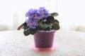 Small flowers of blue violets close-up. Fresh flowers in a pot. Royalty Free Stock Photo