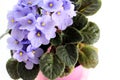 Small flowers of blue violets close-up. Fresh flowers in a pot. Royalty Free Stock Photo