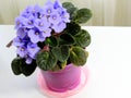 Small flowers of blue violets close-up. Fresh flowers in a pot. Royalty Free Stock Photo