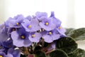 Small flowers of blue violets close-up. Fresh flowers in a pot. Royalty Free Stock Photo