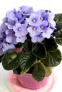 Small flowers of blue violets close-up. Fresh flowers in a pot. Royalty Free Stock Photo