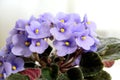 Small flowers of blue violets close-up. Fresh flowers in a pot. Royalty Free Stock Photo