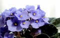 Small flowers of blue violets close-up. Fresh flowers in a pot. Royalty Free Stock Photo