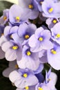 Small flowers of blue violets close-up. Fresh flowers in a pot. Royalty Free Stock Photo
