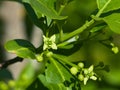 Small flowers and buds on European or Common Spindle Tree, Euonymus Europaeus, macro, selective focus, shallow DOF