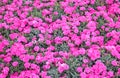 small flowers called KAHORI or dianthus caryophyllus  in spring Royalty Free Stock Photo