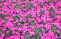 small flowers called KAHORI or dianthus caryophyllus in spring