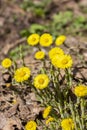 Small flowers coltsfoot foalfoot, early spring flowers without leaves Royalty Free Stock Photo