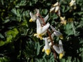 Small flowers of early spring herbaceous plant Dutchman`s britches or Dutchman`s breeches Dicentra cucullaria in sunlight in