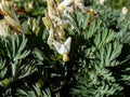 Small flowers of early spring herbaceous plant Dutchman`s britches or Dutchman`s breeches Dicentra cucullaria in sunlight in