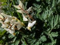 Small flowers of early spring herbaceous plant Dutchman\'s britches (Dicentra cucullaria)