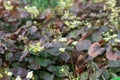 Small flowers of epimedium sagittatum, barrenwort or bishop`s hat Royalty Free Stock Photo