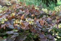 Small flowers of epimedium sagittatum, barrenwort or bishop`s hat Royalty Free Stock Photo