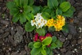 Small flowers on a flower bed in a tree bark in a park Royalty Free Stock Photo