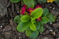 Small flowers on a flower bed in a tree bark in a park Royalty Free Stock Photo