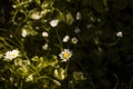 Small flowers in the forest