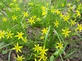 Small flowers of Gagea lutea or goose onions close-up. Yellow Star-Of-Bethlehem spring blooming on sunny day. Royalty Free Stock Photo