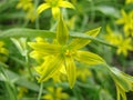 Small flowers of Gagea lutea or goose onions close-up. Yellow Star-Of-Bethlehem spring blooming on sunny day. Royalty Free Stock Photo