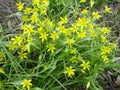 Small flowers of Gagea lutea or goose onions close-up. Yellow Star-Of-Bethlehem spring blooming on sunny day. Royalty Free Stock Photo