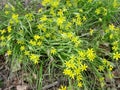 Small flowers of Gagea lutea or goose onions close-up. Yellow Star-Of-Bethlehem spring blooming on sunny day. Royalty Free Stock Photo