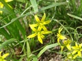 Small flowers of Gagea lutea or goose onions close-up. Yellow Star-Of-Bethlehem spring blooming on sunny day. Royalty Free Stock Photo