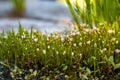 Small Flowers Grow Low To The Ground Along Trail Royalty Free Stock Photo