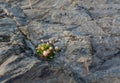 Small flowers growing in harsh rock