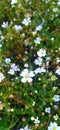 small flowers of gypsophila (lat. GypsÃÂ³phila) close-up