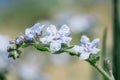 Flowers Myosotis alpestris with drop