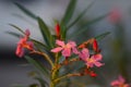 Small flowers pink red orange Beautiful bloom in nature Royalty Free Stock Photo