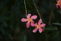 Small flowers pink red orange Beautiful bloom in nature Royalty Free Stock Photo