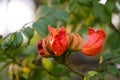 Small flowers pink red orange Beautiful bloom in nature Royalty Free Stock Photo