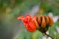 Small flowers pink red orange Beautiful bloom in nature Royalty Free Stock Photo