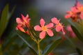 Small flowers pink red orange Beautiful bloom in nature Royalty Free Stock Photo