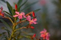 Small flowers pink red orange Beautiful bloom in nature Royalty Free Stock Photo