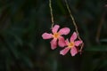 Small flowers pink red orange Beautiful bloom in nature Royalty Free Stock Photo