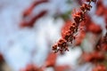 Small flowers red orange Beautiful bloom Royalty Free Stock Photo