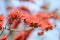 Small flowers red orange Beautiful bloom Royalty Free Stock Photo