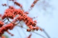 Small flowers red orange Beautiful bloom Royalty Free Stock Photo