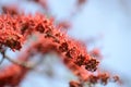 Small flowers red orange Beautiful bloom Royalty Free Stock Photo