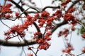 Small flowers red orange Beautiful bloom Royalty Free Stock Photo